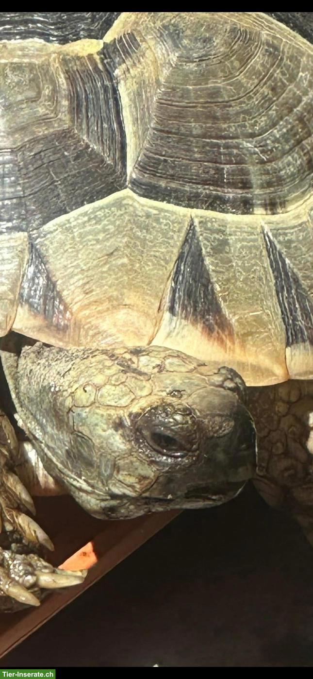 Bild 2: Maurische Landschildkröte Weibchen "Muck"