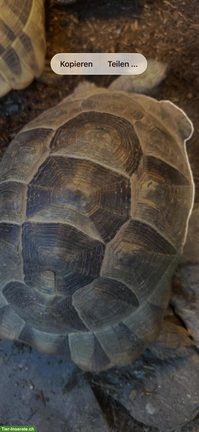 Bild 3: Maurische Landschildkröte Weibchen "Muck"