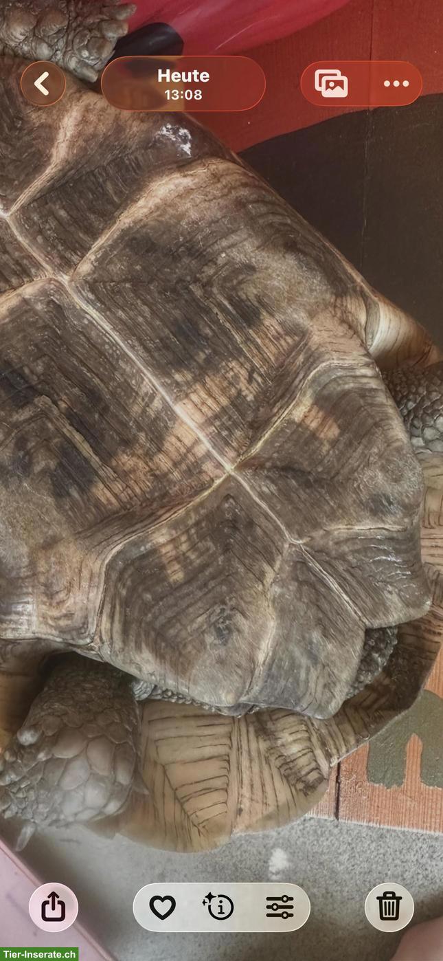 Bild 4: Maurische Landschildkröte Weibchen "Muck"