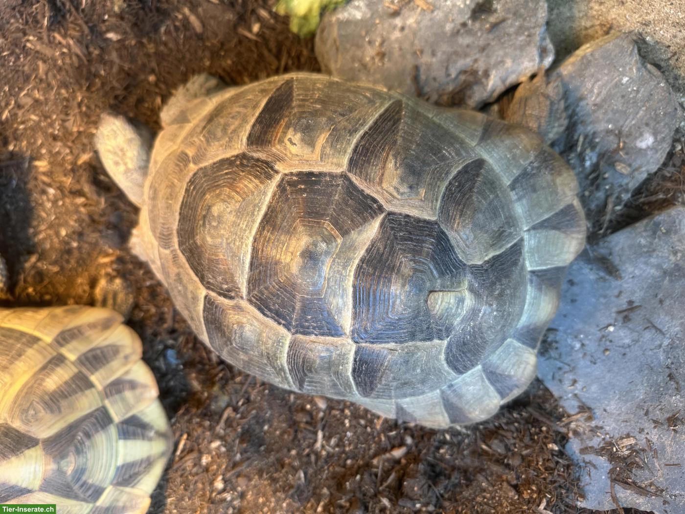 Bild 5: Maurische Landschildkröte Weibchen "Muck"