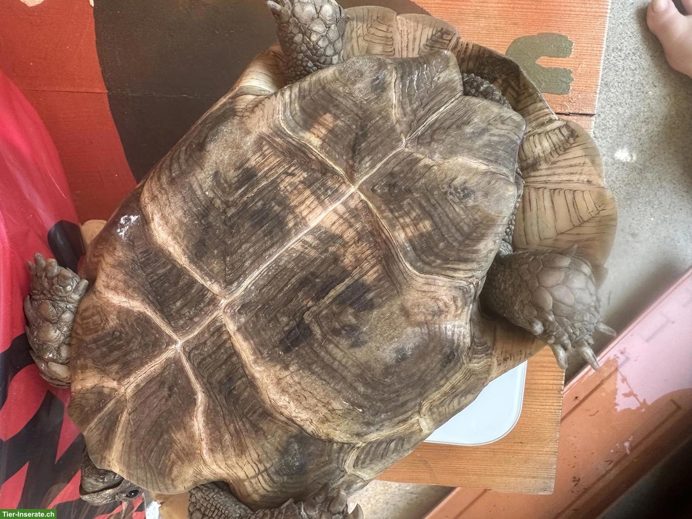 Bild 6: Maurische Landschildkröte Weibchen "Muck"