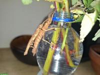 Tisamenus fratercula zu verkaufen