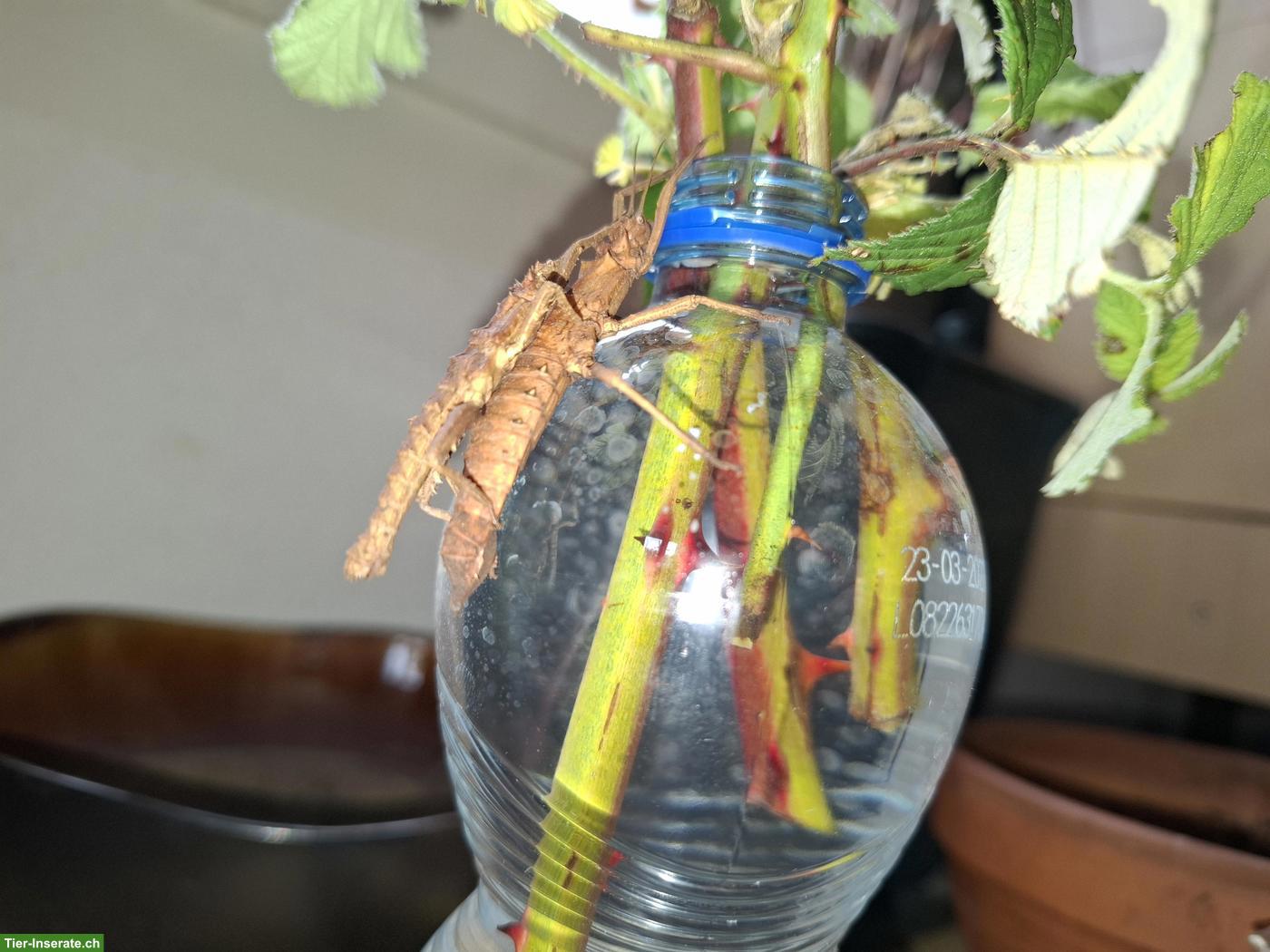 Bild 2: Tisamenus fratercula zu verkaufen