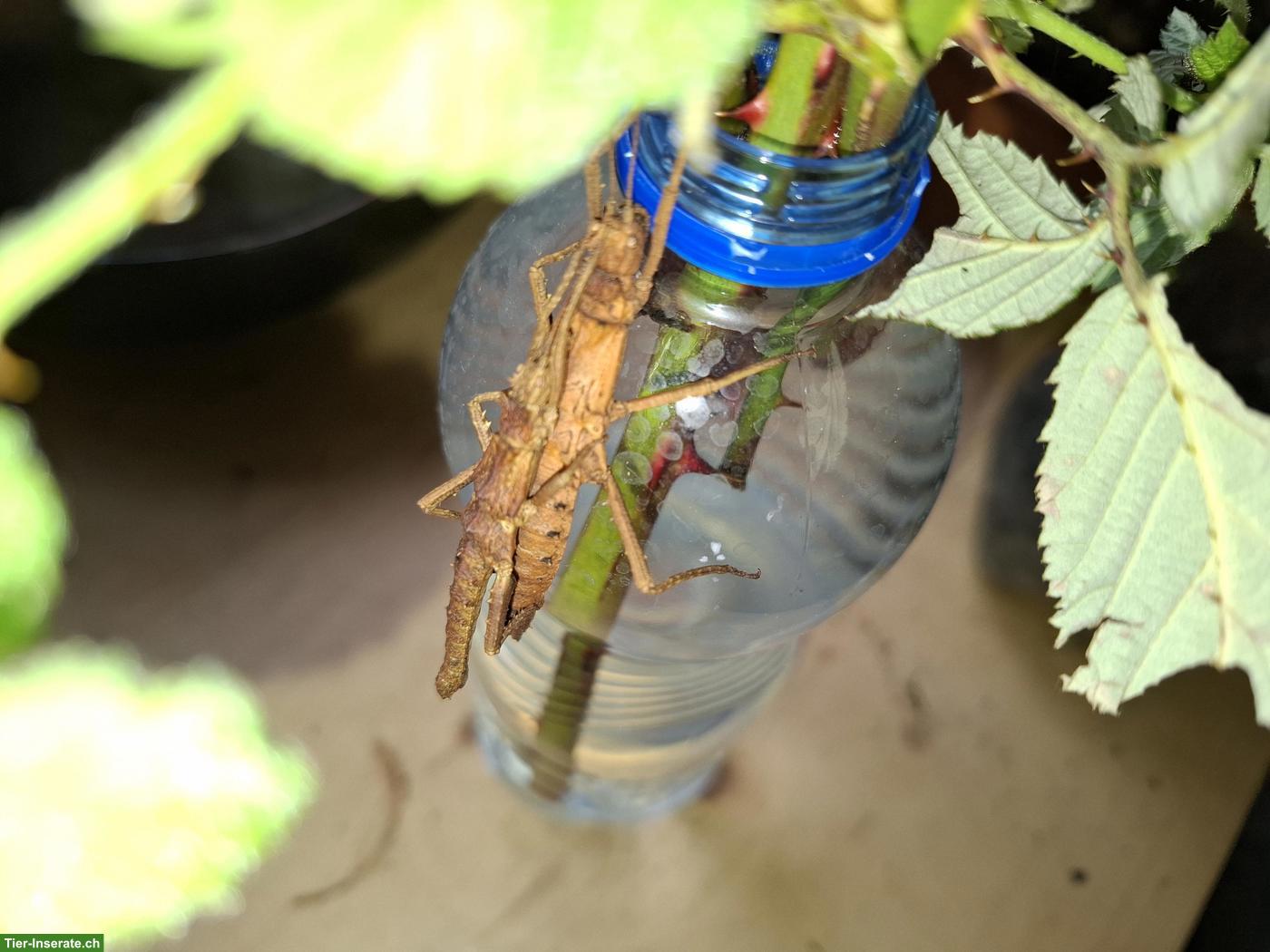 Bild 3: Tisamenus fratercula zu verkaufen