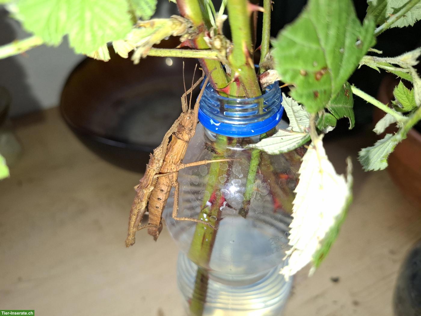 Bild 4: Tisamenus fratercula zu verkaufen