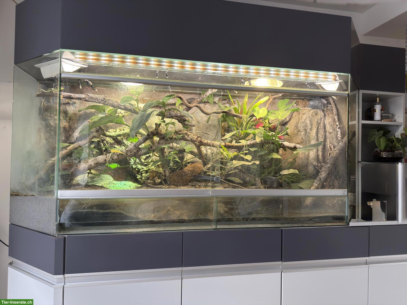Grosses Terrarium mit Unterschrank, Rückwand & Licht