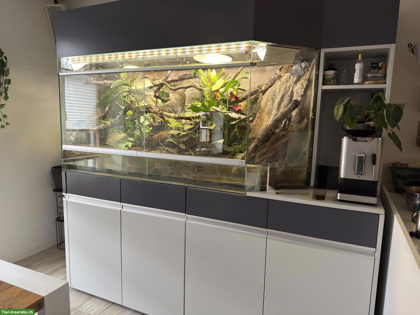 Bild 3: Grosses Terrarium mit Unterschrank, Rückwand & Licht