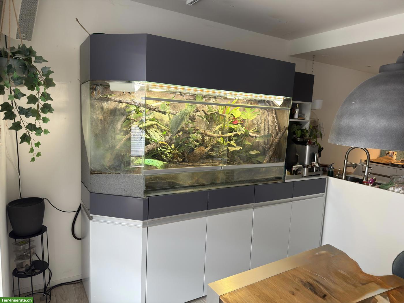Bild 6: Grosses Terrarium mit Unterschrank, Rückwand & Licht