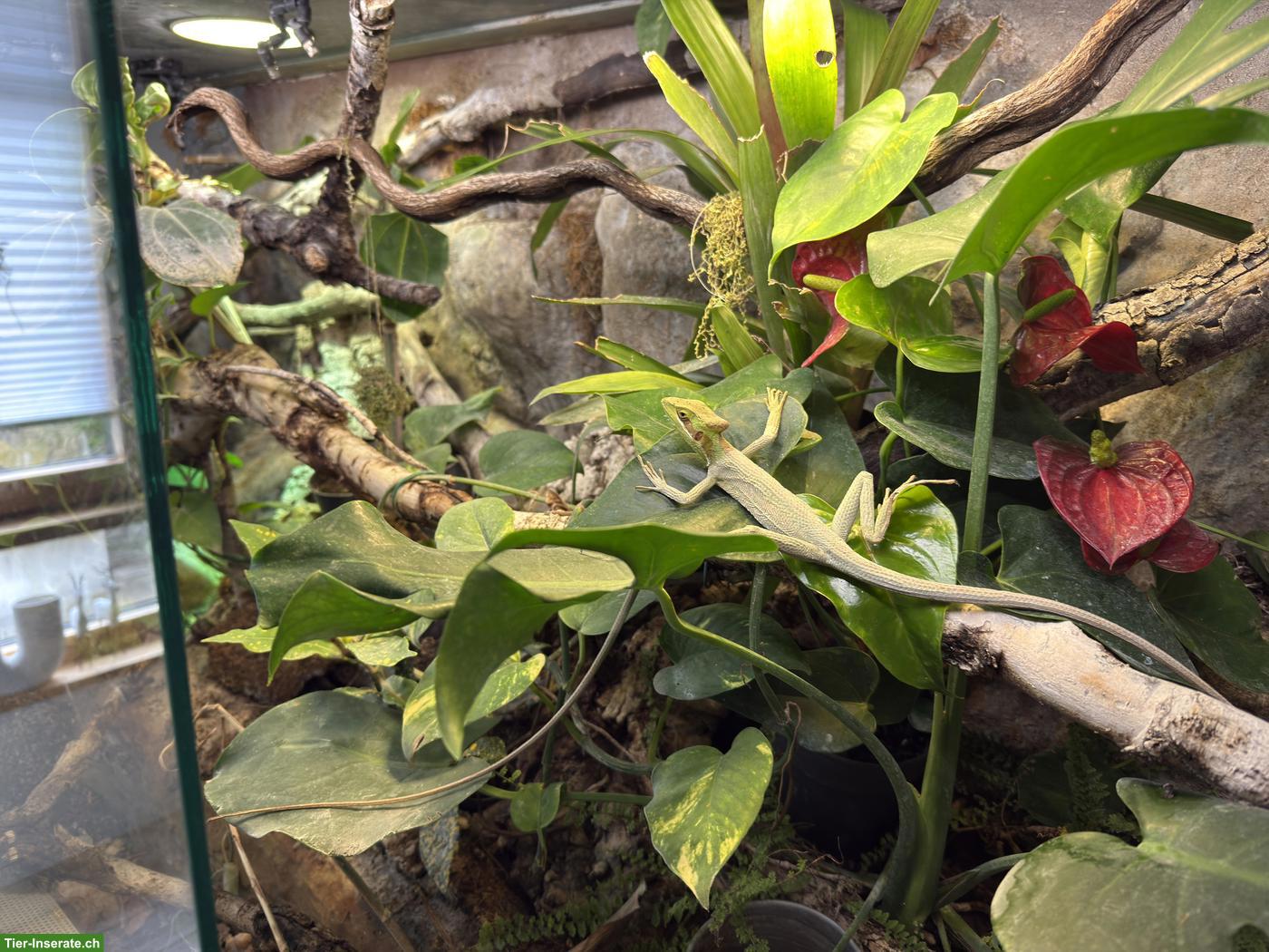 Bild 7: Grosses Terrarium mit Unterschrank, Rückwand & Licht