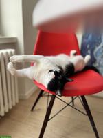 Kater gesucht, suche einen jungen Mitmiauer ;-)