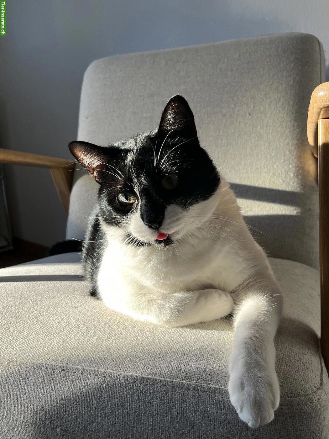 Bild 2: Kater gesucht, suche einen jungen Mitmiauer ;-)