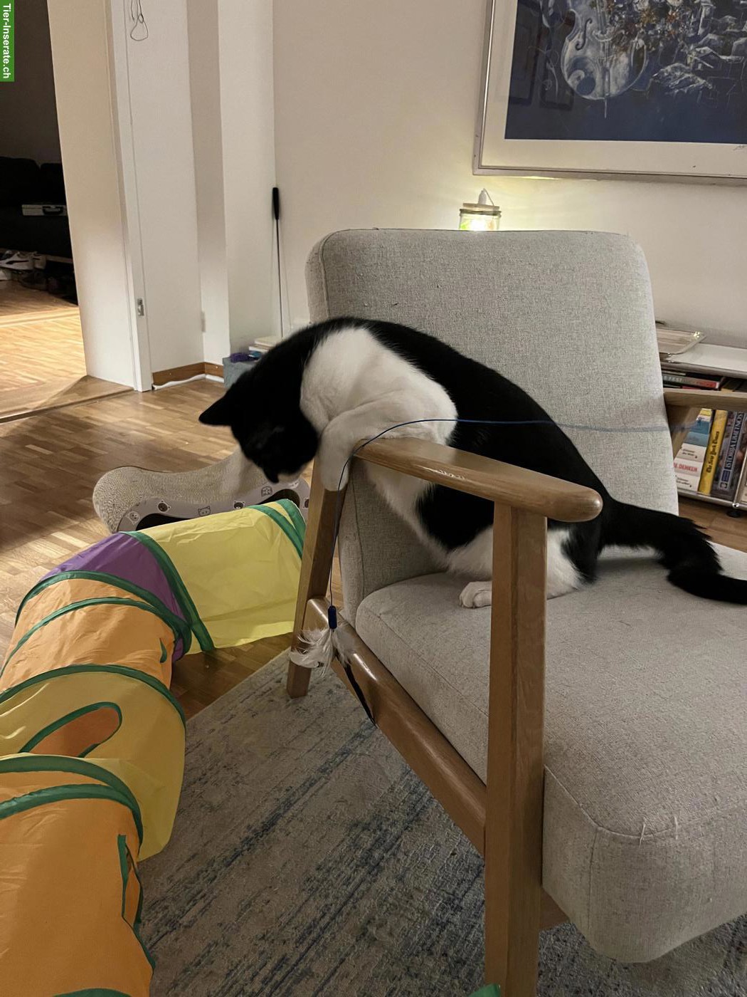 Bild 3: Kater gesucht, suche einen jungen Mitmiauer ;-)