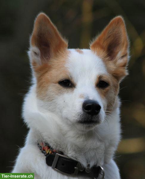 Norrbottenspitz Welpen mit Stammbaum aus Zucht