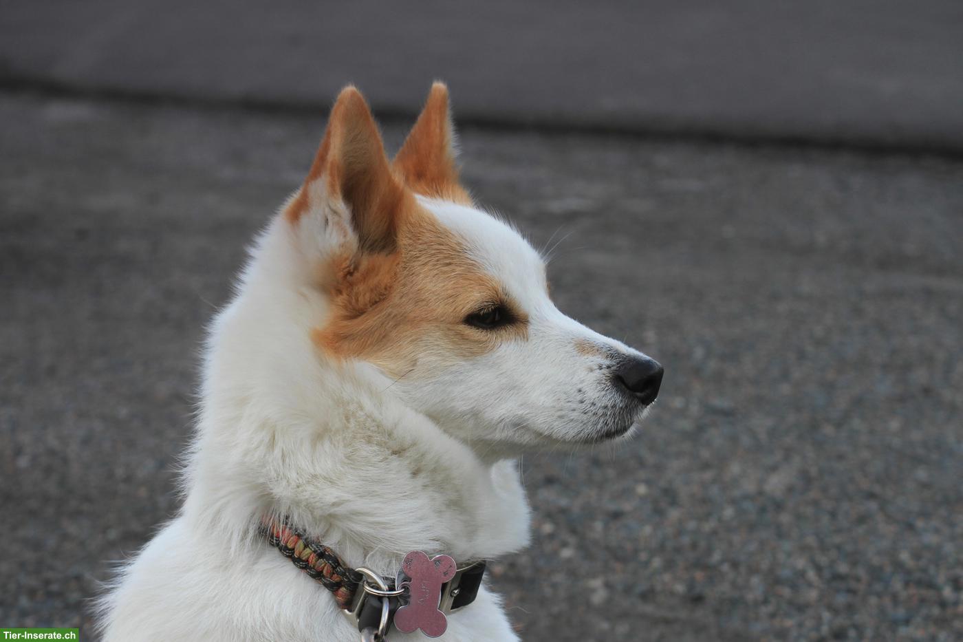 Bild 2: Norrbottenspitz Welpen mit Stammbaum aus Zucht