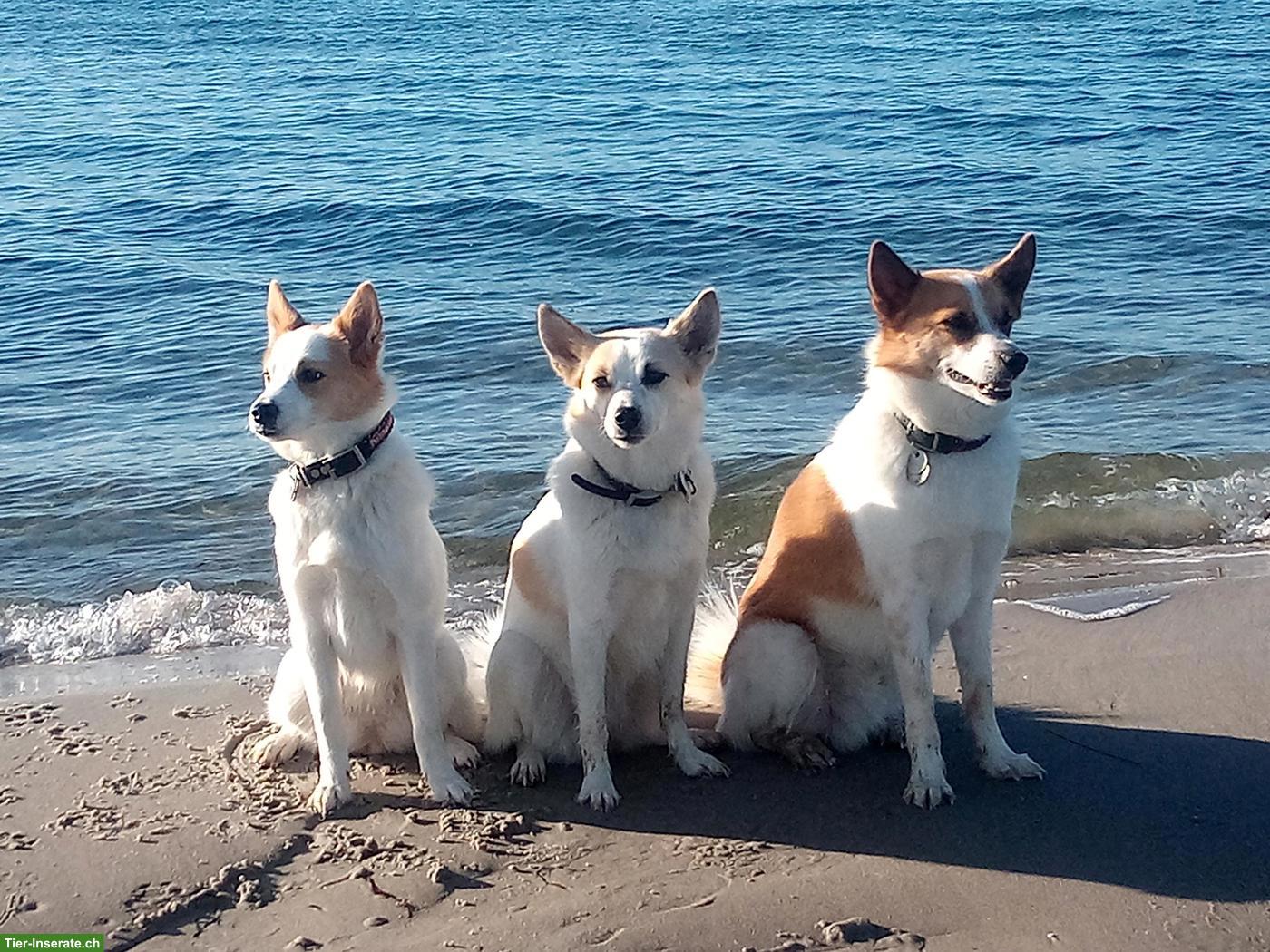 Bild 3: Norrbottenspitz Welpen mit Stammbaum aus Zucht