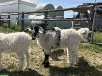 Grüenochte Gitzi, weiblich, nicht reinrassig