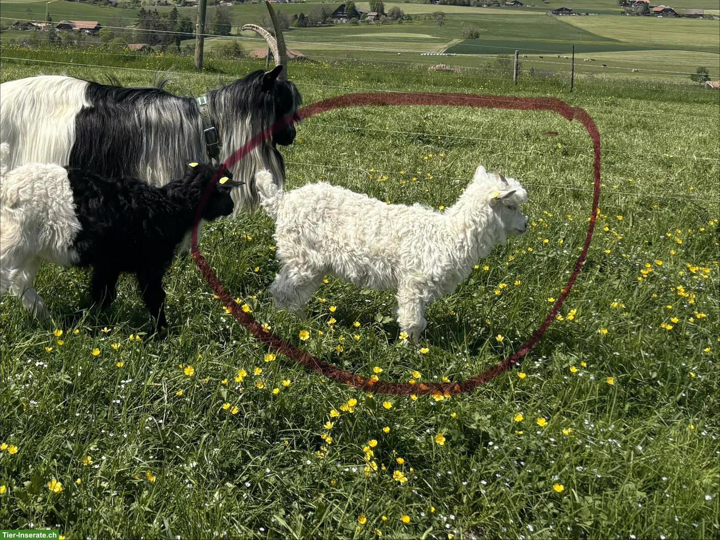 Capra Sempione Gitzi (Bock & Weibchen), nicht reinrassig