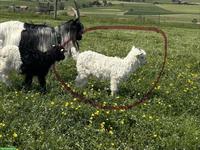 Capra Sempione Gitzi (Bock & Weibchen), nicht reinrassig