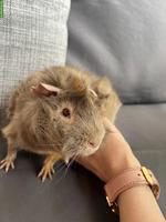 Meerschweinchen Böcke (nicht kastriert) suchen neues Zuhause