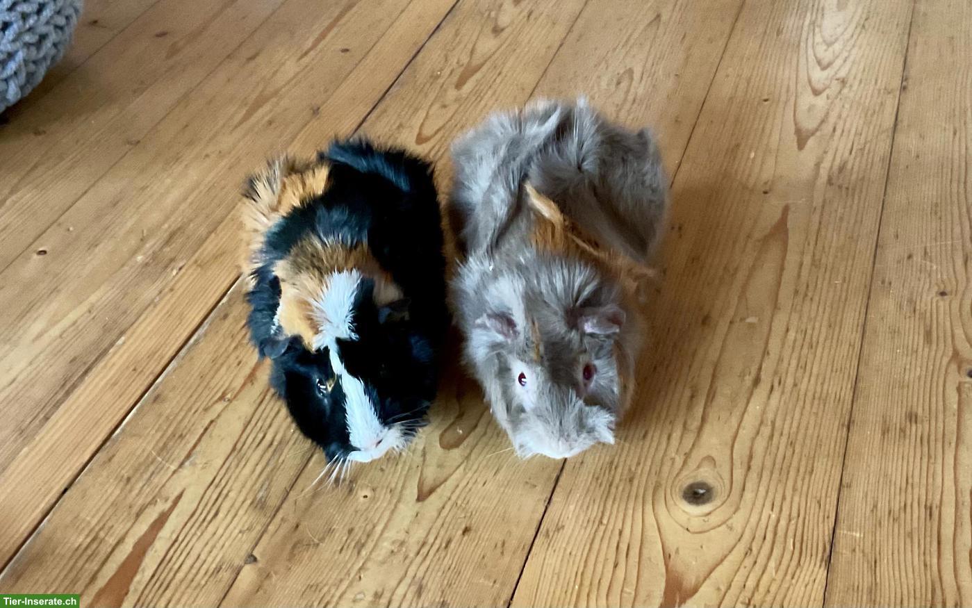 Bild 2: Meerschweinchen Böcke (nicht kastriert) suchen neues Zuhause