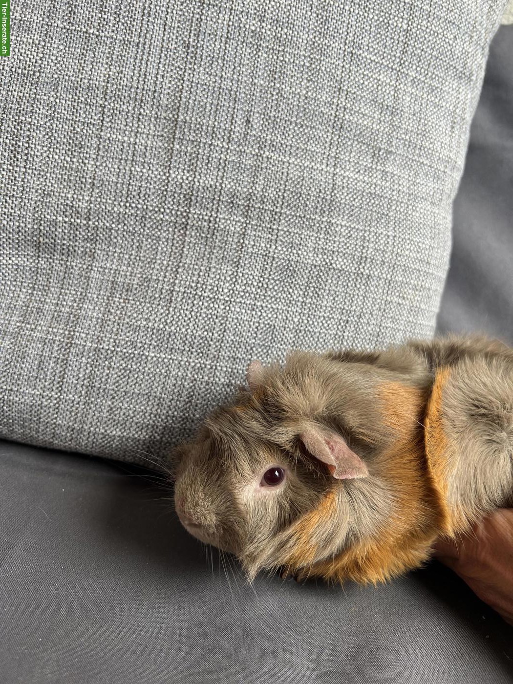 Bild 3: Meerschweinchen Böcke (nicht kastriert) suchen neues Zuhause