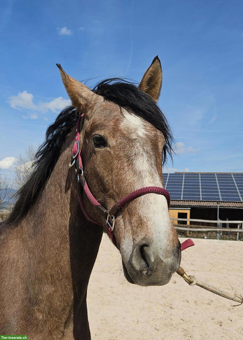 Eleganter Hispano-Berber Wallach sucht neuen Besitzer/in