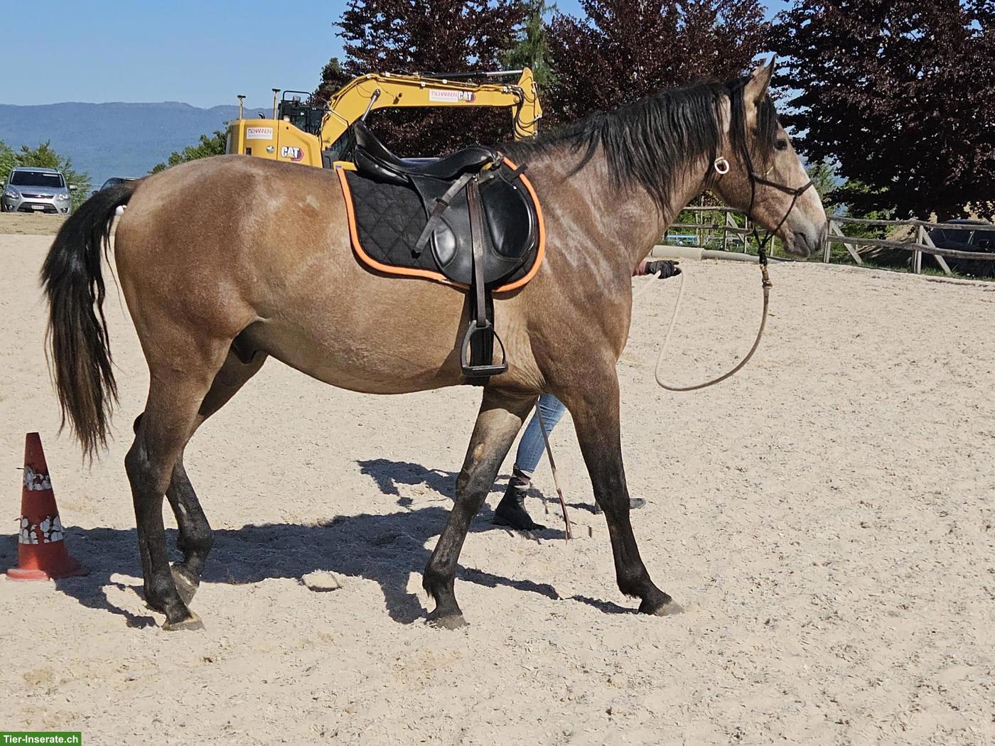 Bild 3: Eleganter Hispano-Berber Wallach sucht neuen Besitzer/in
