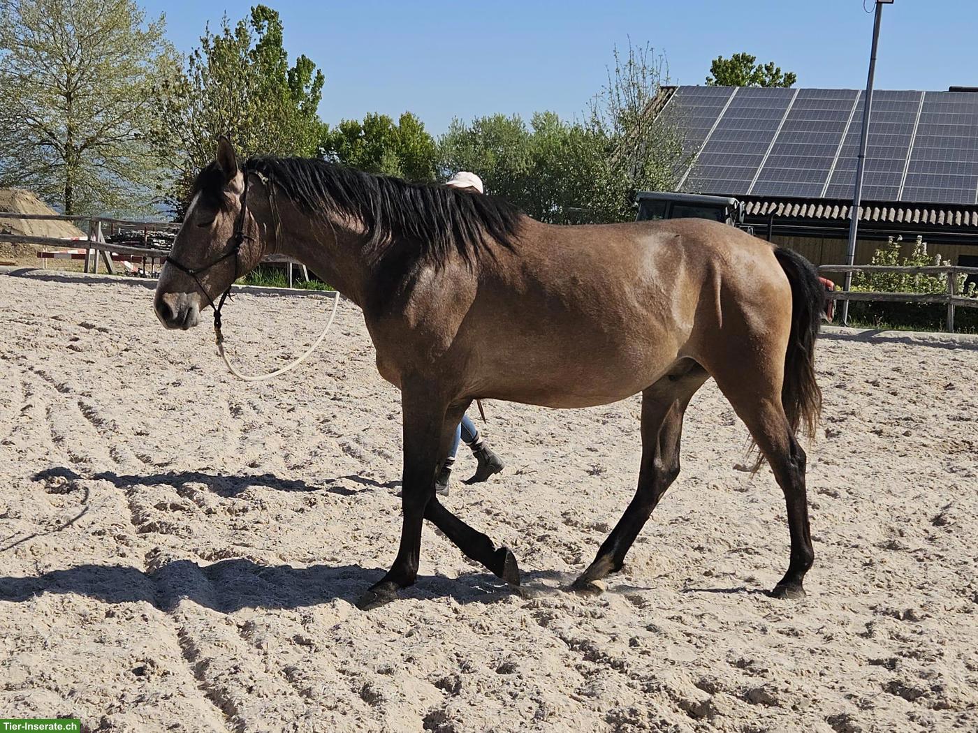 Bild 4: Eleganter Hispano-Berber Wallach sucht neuen Besitzer/in