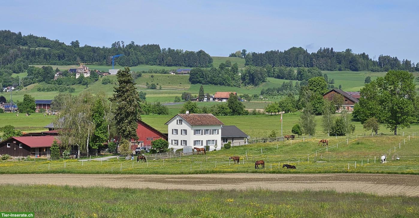 2 Auslaufboxen nebeneinander zu vermieten in Niederhelfenschwil SG