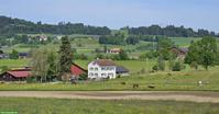 2 Auslaufboxen nebeneinander zu vermieten in Niederhelfenschwil SG