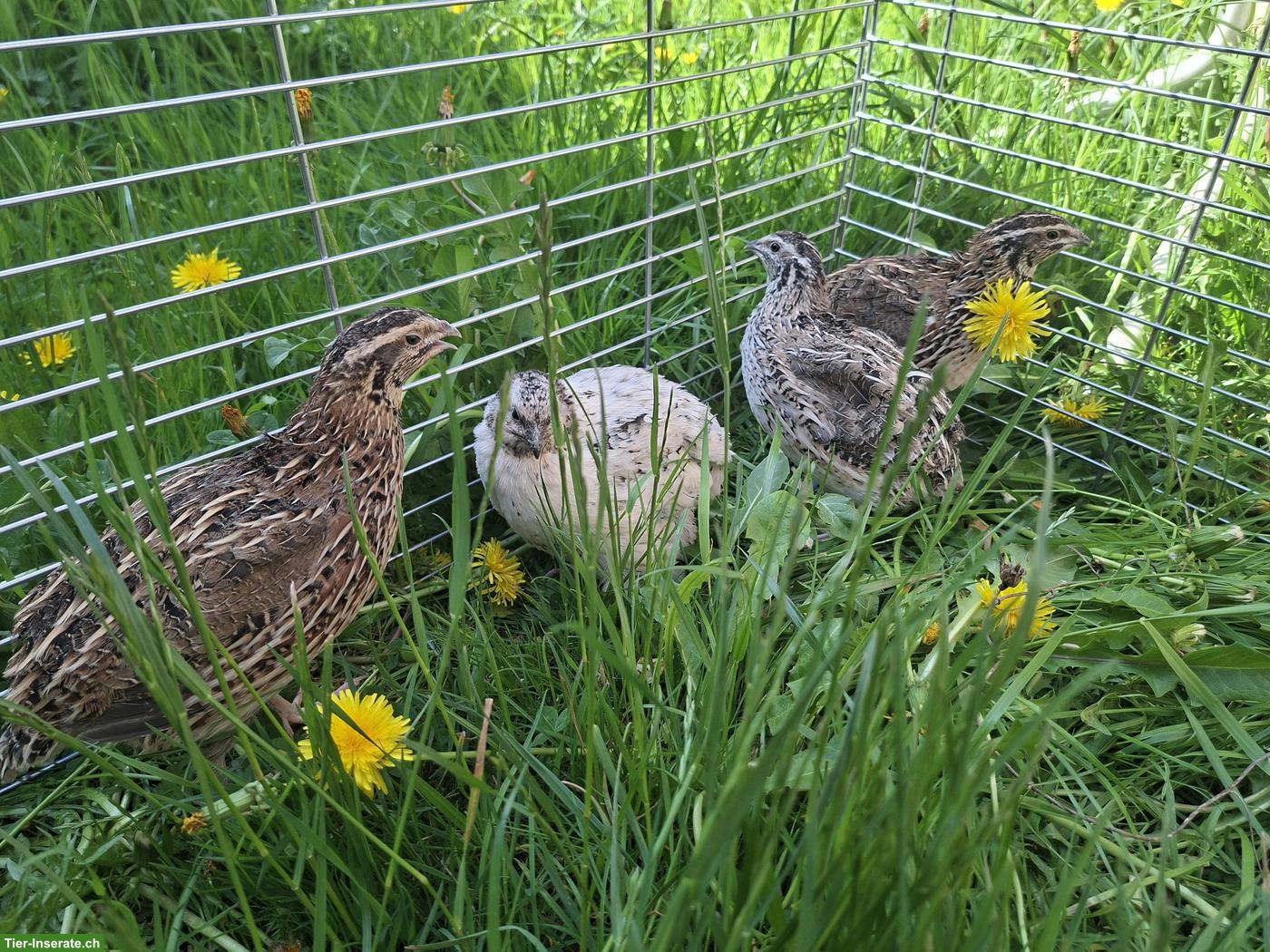 1.3 Japanwachtel Hennen aus Naturbrut