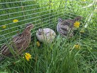 1.3 Japanwachtel Hennen aus Naturbrut
