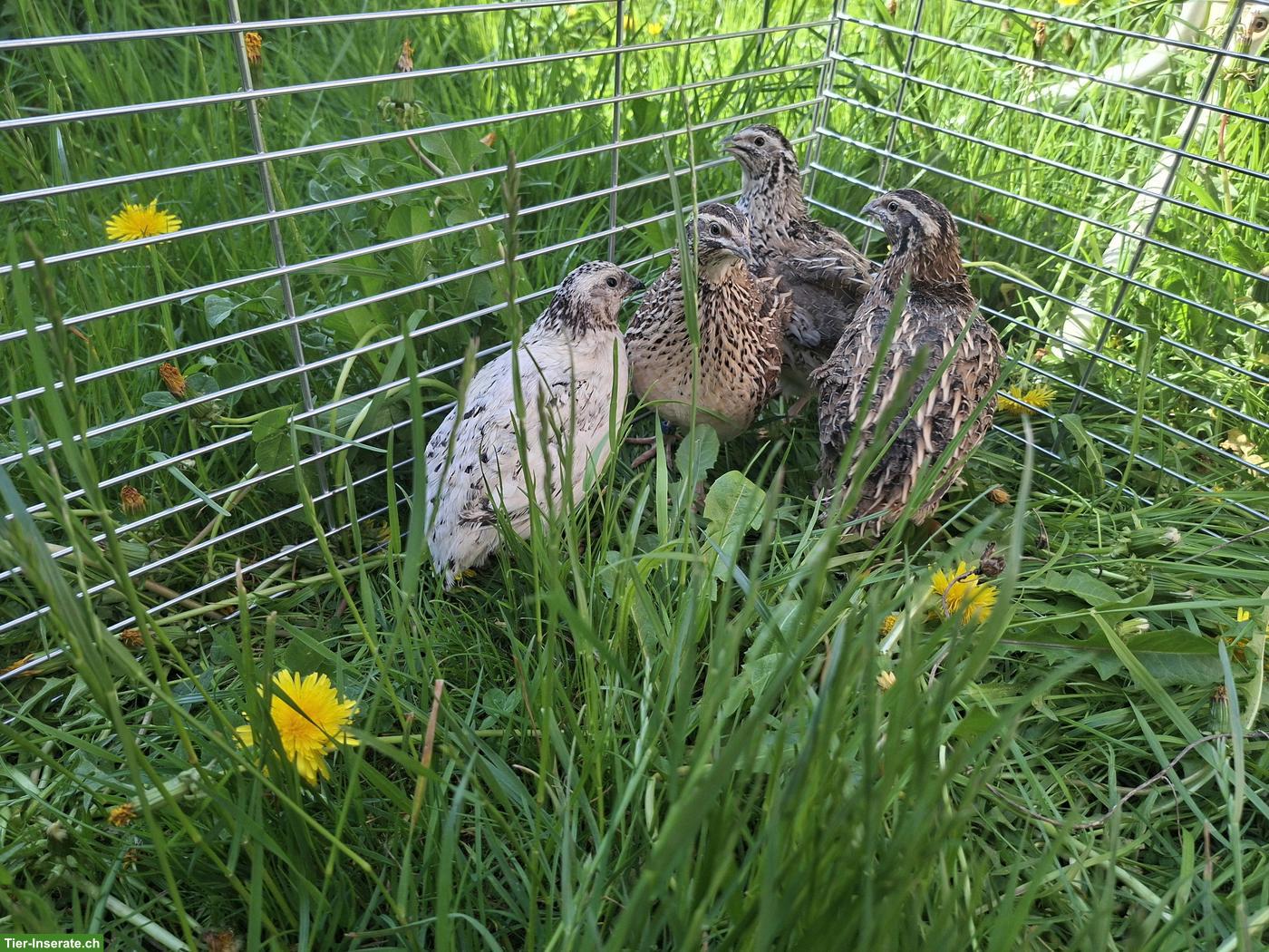 Bild 2: 1.3 Japanwachtel Hennen aus Naturbrut