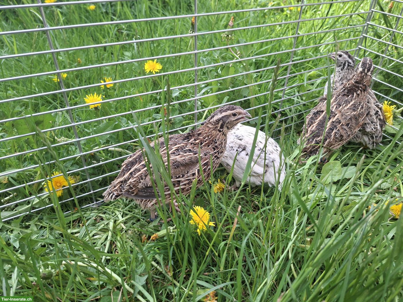 Bild 3: 1.3 Japanwachtel Hennen aus Naturbrut