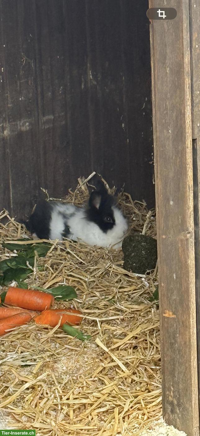 Bild 2: Kaninchen Auffangsstation