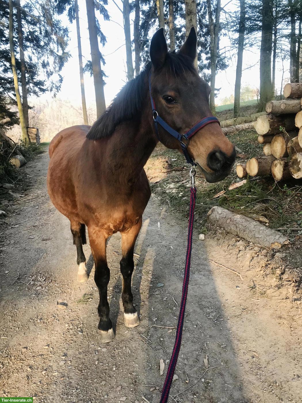 Trakehner Wallach: Liebevolle Pflege-/Reitbeteiligung gesucht