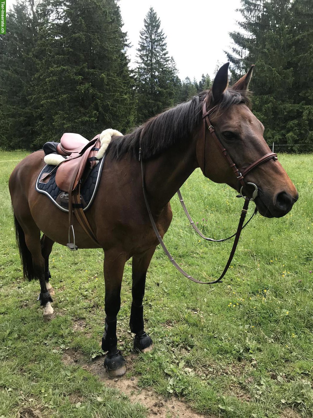 Bild 2: Trakehner Wallach: Liebevolle Pflege-/Reitbeteiligung gesucht