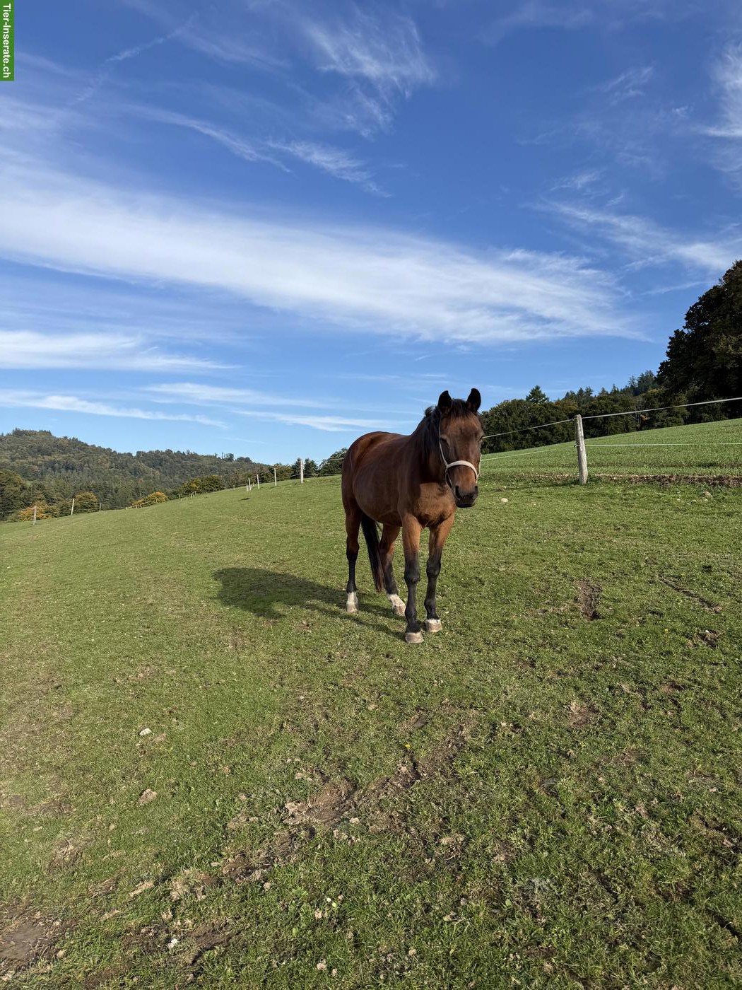 Bild 3: Trakehner Wallach: Liebevolle Pflege-/Reitbeteiligung gesucht