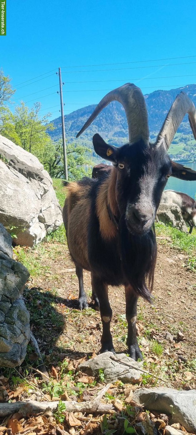 Gemsfarbige Gebirgsziegenbock zu verkaufen