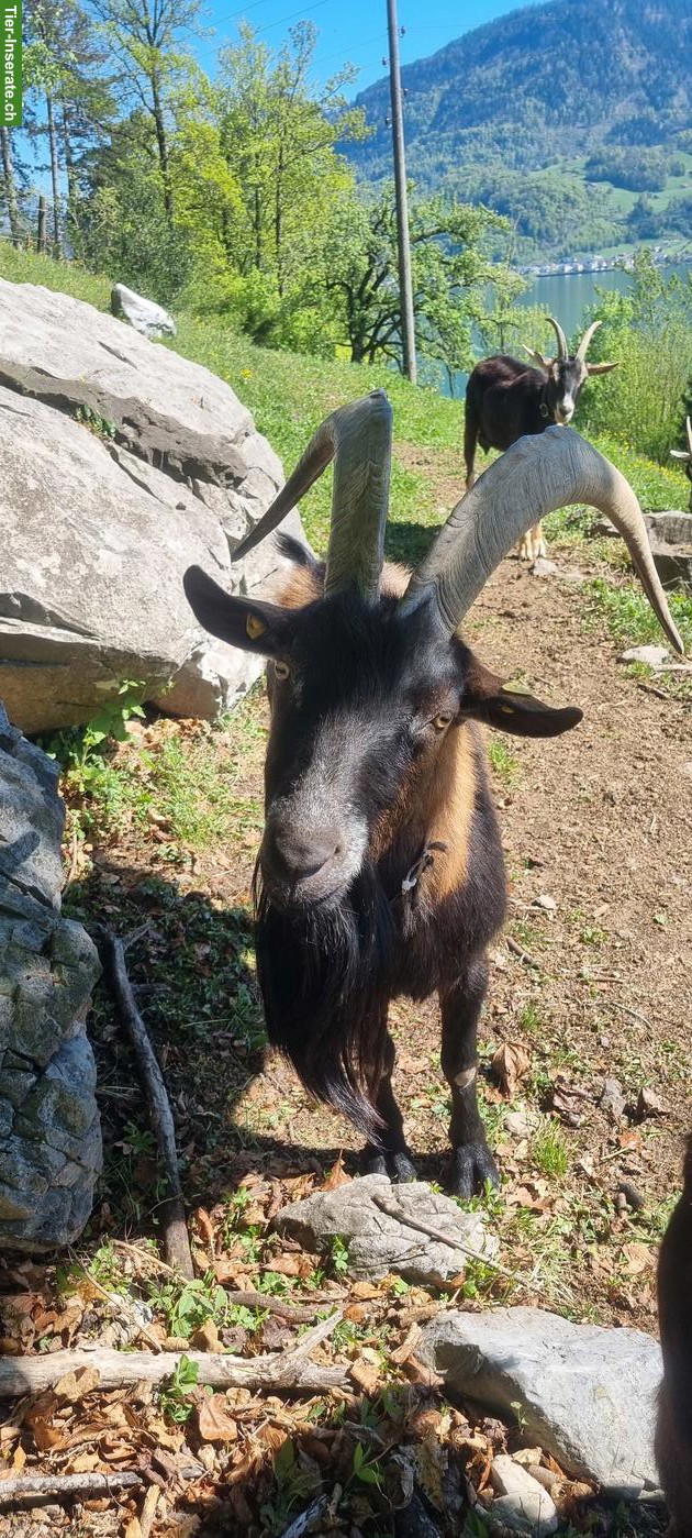 Bild 2: Gemsfarbige Gebirgsziegenbock zu verkaufen