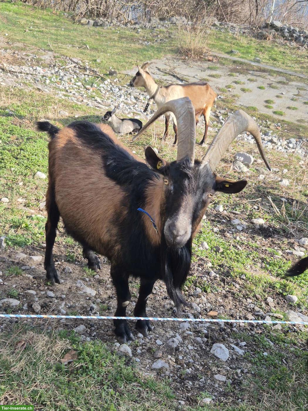 Bild 3: Gemsfarbige Gebirgsziegenbock zu verkaufen