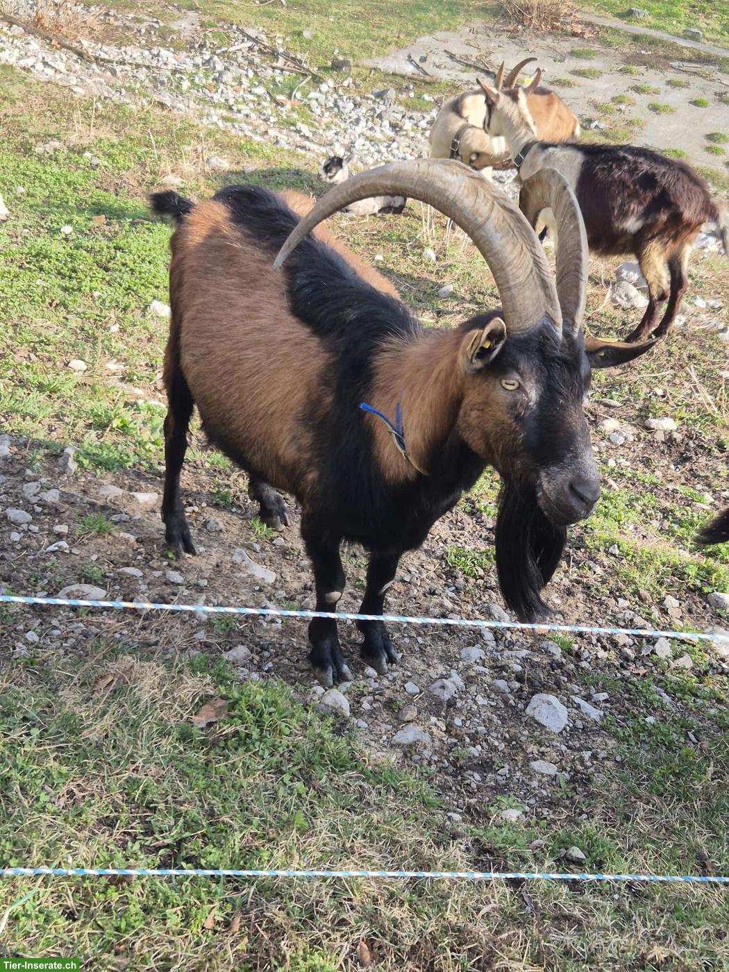 Bild 4: Gemsfarbige Gebirgsziegenbock zu verkaufen