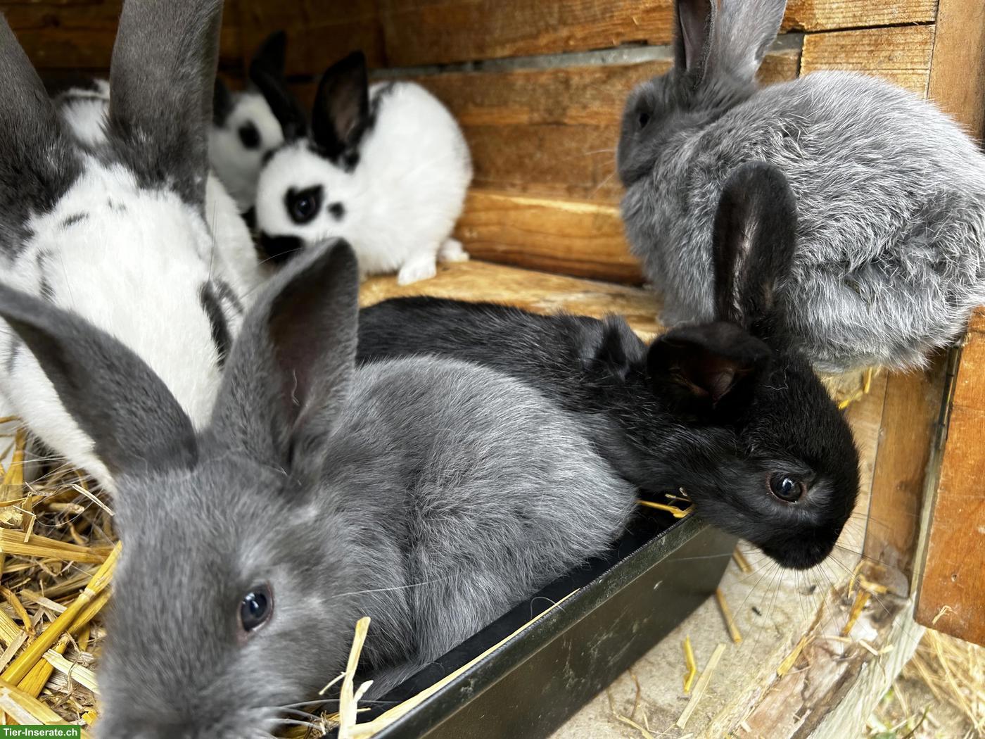 Junge Schweizer Schecken Kaninchen zu verkaufen