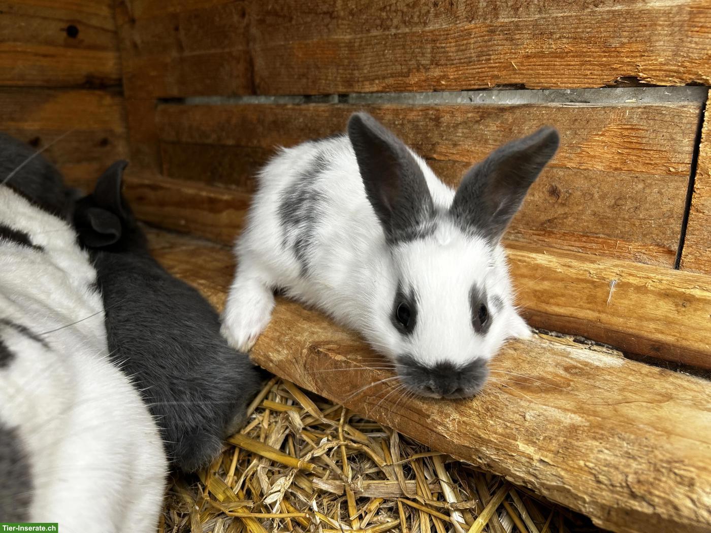 Bild 2: Junge Schweizer Schecken Kaninchen zu verkaufen