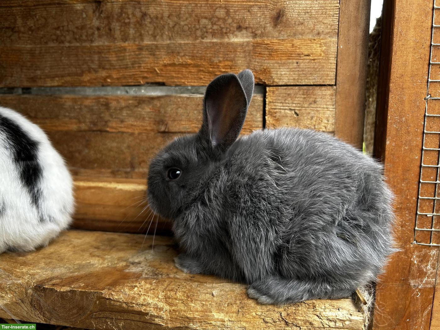 Bild 3: Junge Schweizer Schecken Kaninchen zu verkaufen