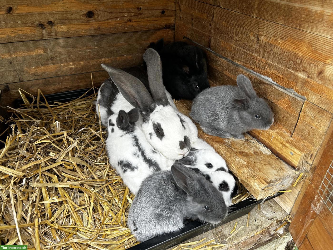 Bild 4: Junge Schweizer Schecken Kaninchen zu verkaufen