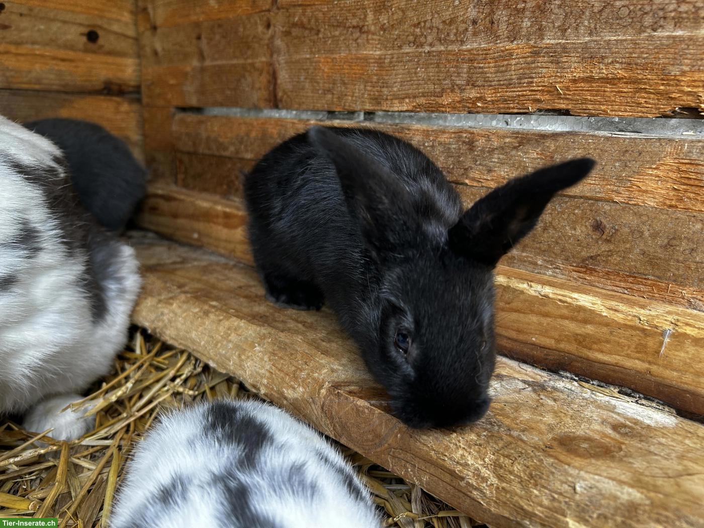 Bild 5: Junge Schweizer Schecken Kaninchen zu verkaufen