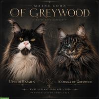 Maine Coon Kitten mit FFH-Stammbaum