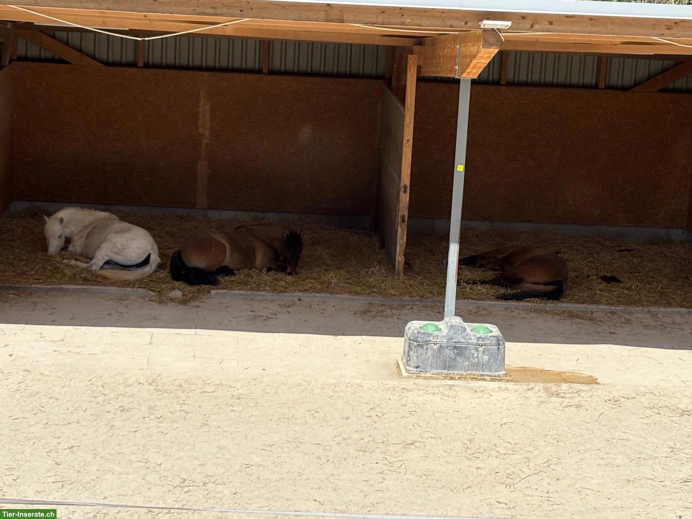 Bild 2: Offenstallplätze frei mit Reithalle für leichtfuttrige Pferde