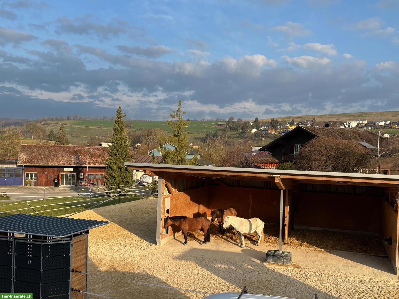 Bild 3: Offenstallplätze frei mit Reithalle für leichtfuttrige Pferde